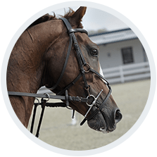 hest